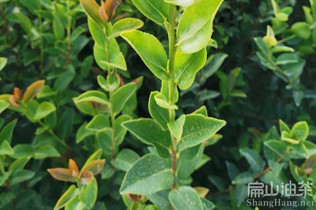 廣西大（dà）果油茶苗（miáo）