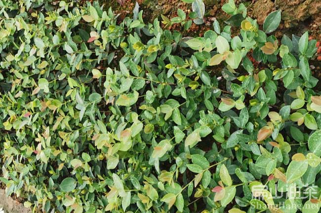 慈利湘（xiāng）林（lín）油茶苗
