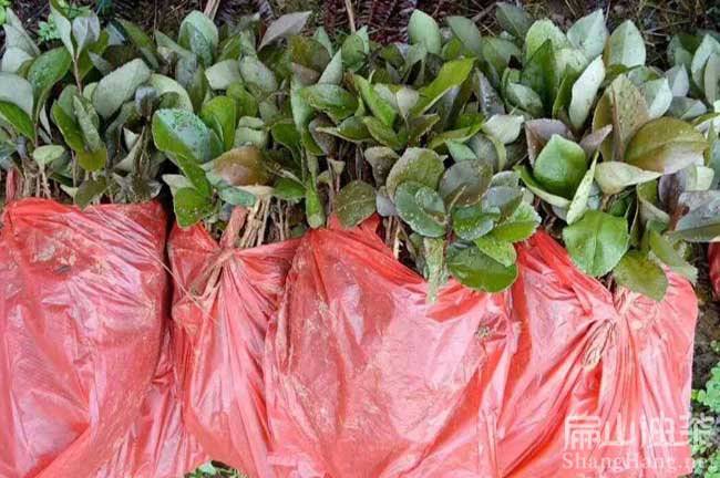 三明閩優油茶批發