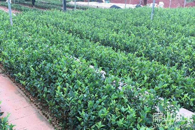 广西油（yóu）茶苗批发