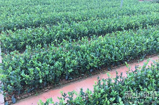 海南油茶育苗技术