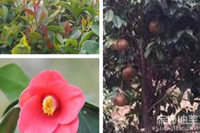 湛江紅花油茶苗批發