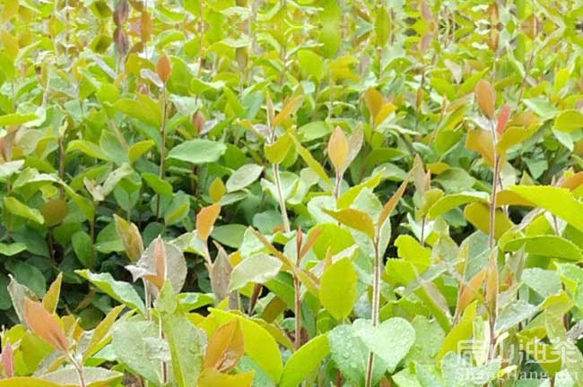 厦门油茶（chá）基地 厦门油茶基地种植红（hóng）花大果油茶（chá）苗-扁山油茶（chá）