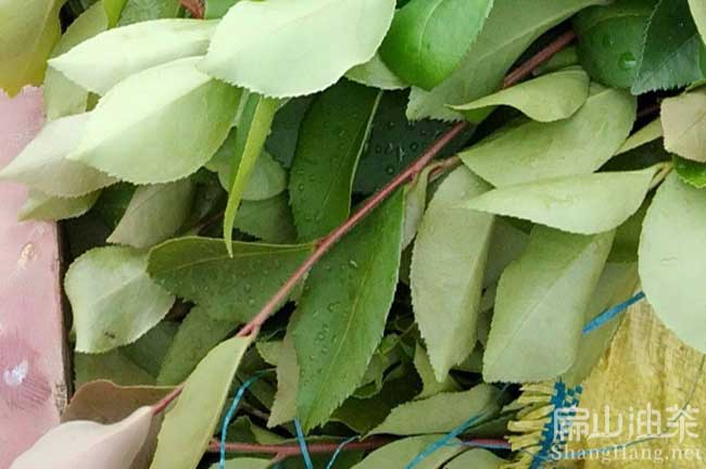 東莞湘林油茶（chá）基地