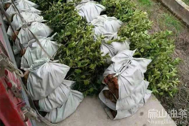 福建油茶苗生產
