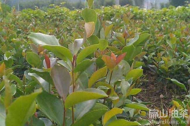 廣西油茶（chá）苗批發 廣西油茶苗批發價（jià）2024多少錢一珠-扁山（shān）油茶