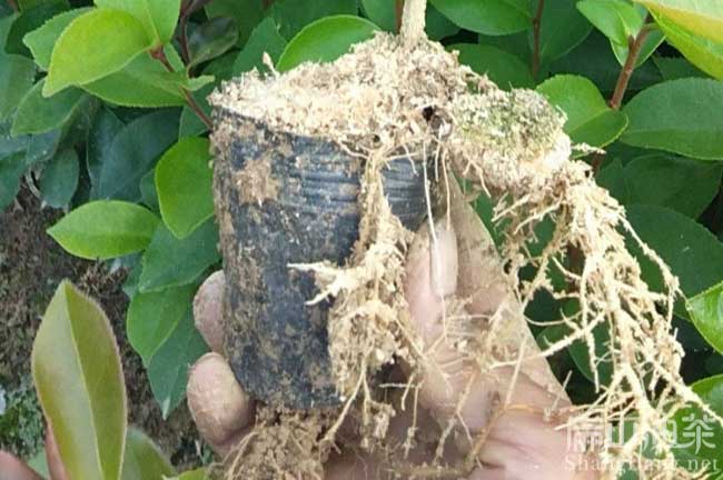 湛江大果油茶杯苗