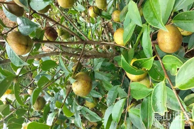 廣西軟枝油茶苗（miáo）