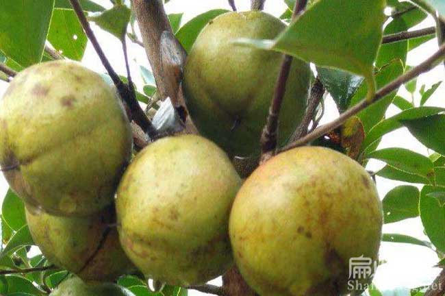 湛江油（yóu）茶（chá）基地