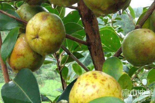福建(jiàn)閩優油茶苗 福(fú)建閩優油茶苗