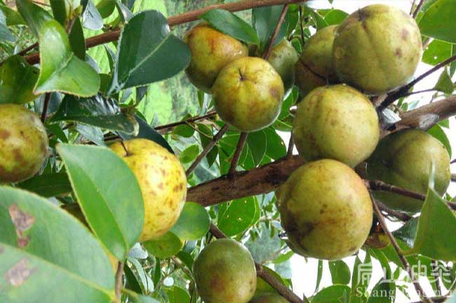 河源（yuán）油茶基地 河源油茶基地種植紅（hóng）花大果油（yóu）茶苗（miáo）圃-扁山油茶（chá）