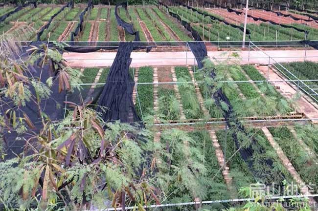 莆田大果油茶基（jī）地
