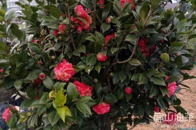 江（jiāng）西紅花大果油茶種植