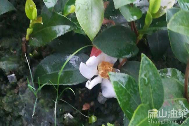廣東油茶基（jī）地