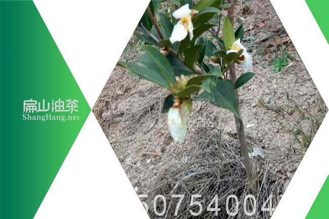 廣（guǎng）東油茶苗批（pī）發