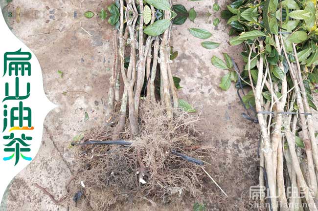 梧州（zhōu）大果油茶苗培育
