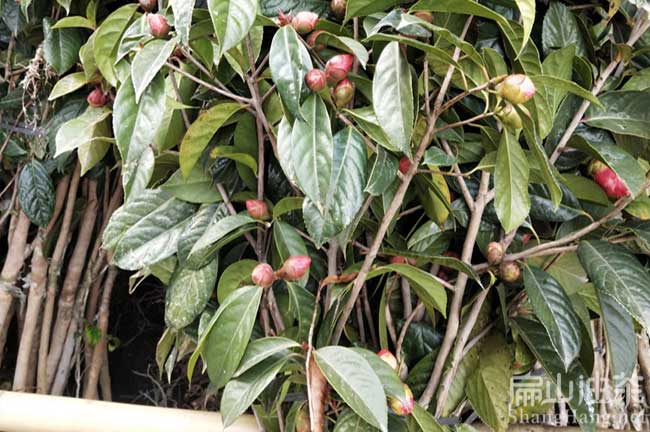 鄭屯大果油（yóu）茶苗