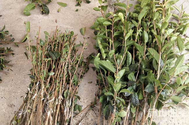 信（xìn）宜紅花油（yóu）茶苗批發