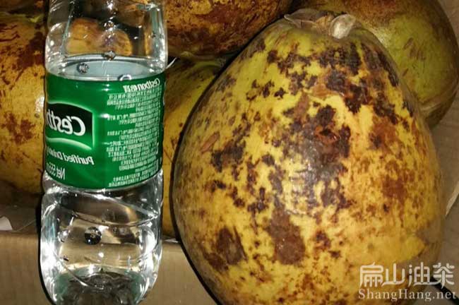 廣西大（dà）果茶果批發
