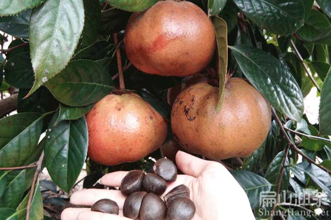 雲南大果（guǒ）油茶種植
