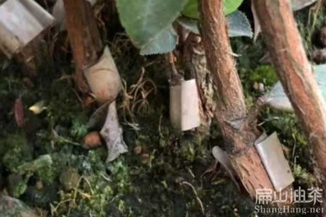 六盤（pán）水大果紅花油茶苗