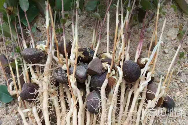 電白嫁（jià）接（jiē）油茶苗培育