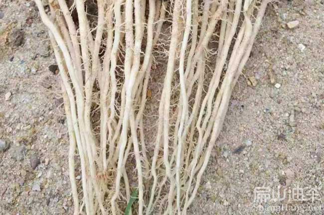 岑溪軟枝（zhī）油茶苗