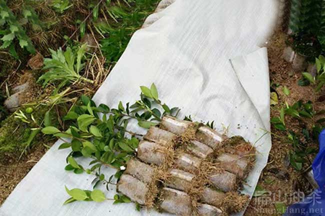 永州油茶苗