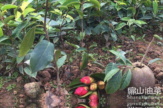 福建大果油茶苗批發