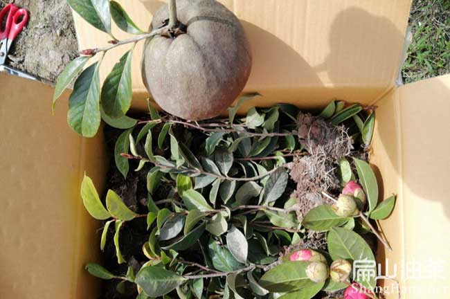 浙江紅花（huā）大果油茶苗