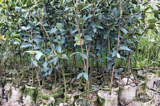 恭（gōng）城油茶树（shù）苗批发