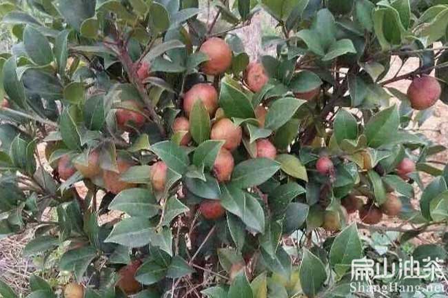 浙江（jiāng）軟枝（zhī）油茶苗批發