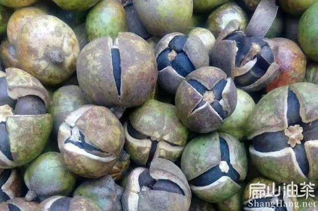 广西茶籽回收