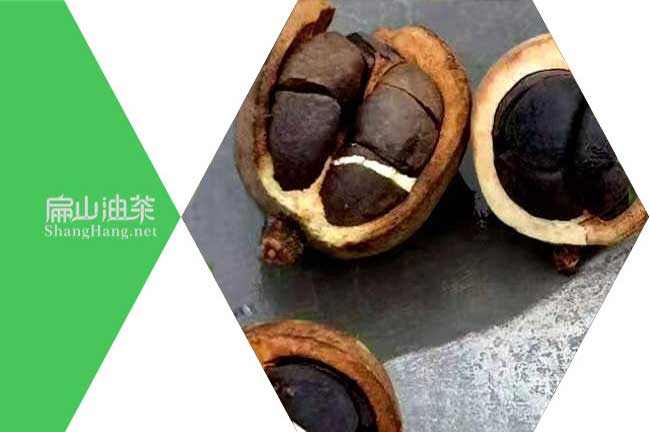 深圳茶籽回收