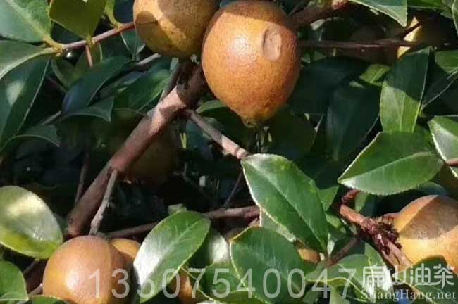 廣西大果（guǒ）油茶苗
