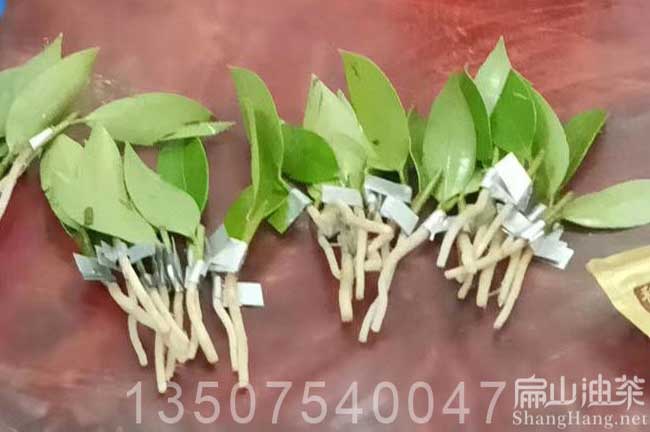 柳州油（yóu）茶苗培育（yù）