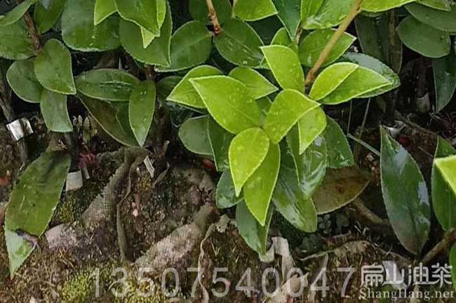 中山油茶苗（miáo）培育