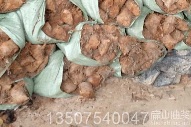 廣西油（yóu）茶杯苗培育