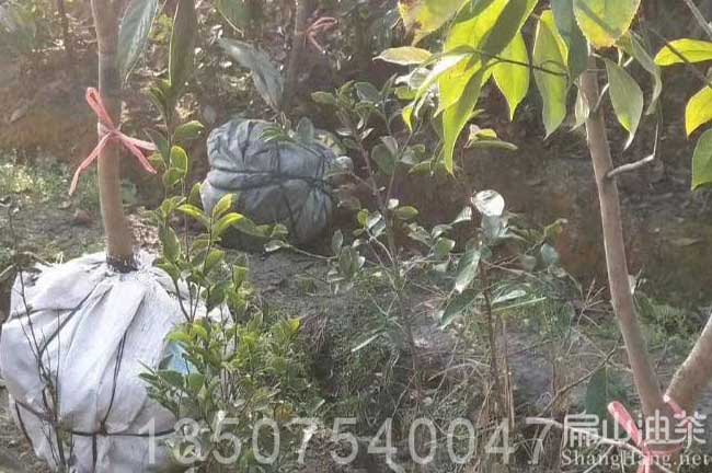 浙江大果（guǒ）油（yóu）茶苗