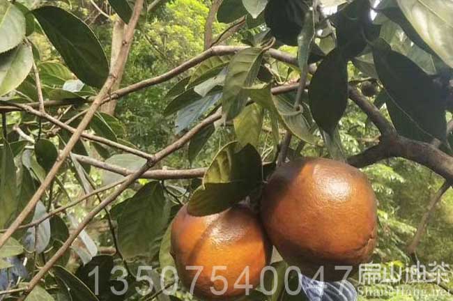 福建大果油茶基地