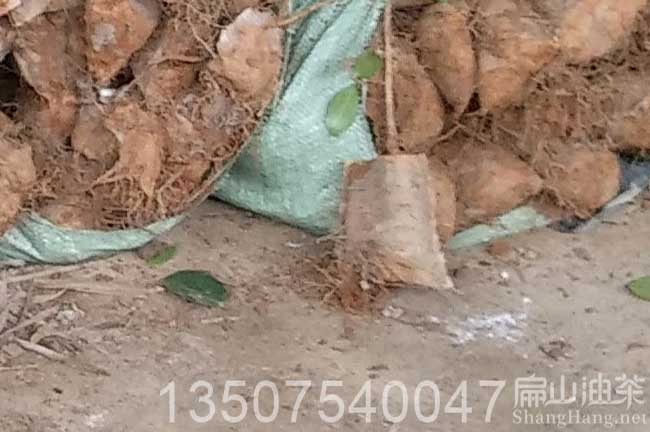 中山油茶杯（bēi）苗批發