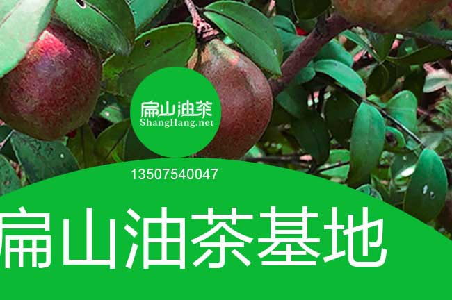 四川油（yóu）茶基地