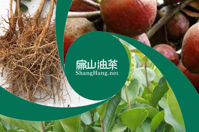 廣西大果油茶（chá）苗批發