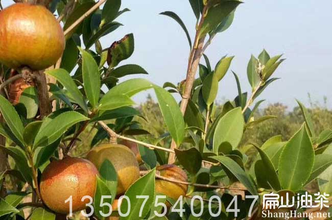 中國油茶基地 中國新型茶樹苗培育基地廣西湖南江（jiāng）西福建廣（guǎng）東（dōng）湖（hú）北-扁山油茶