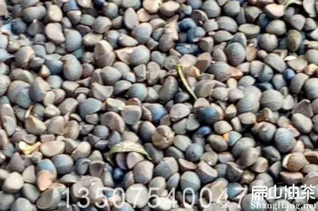陽江茶籽回收