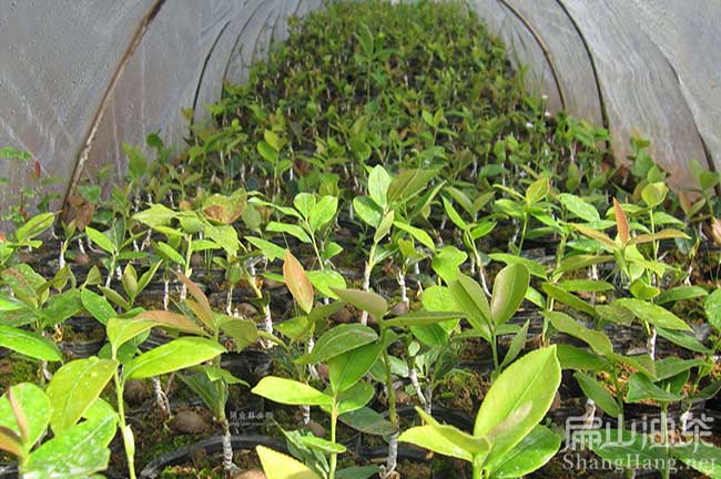 株洲油茶基地銷大紅花大果油（yóu）茶（chá）苗攸縣袋裝（zhuāng）杯苗批發-扁山油茶