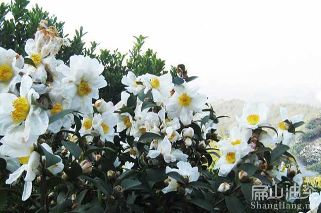 廣西白花油茶苗（miáo）