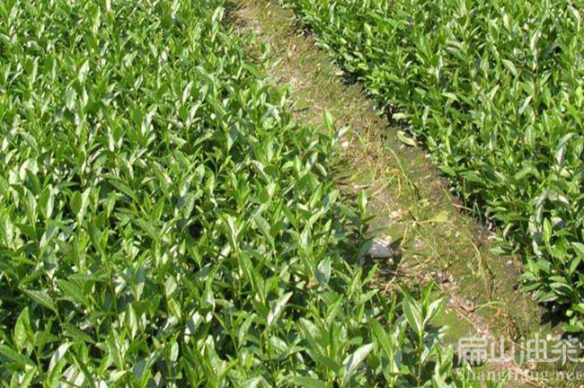 佛山茶籽山（shān）茶油回收（shōu）价格（gé） 佛山大果红花油茶种植基地-扁山油茶