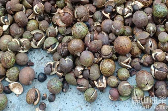 懷化茶籽回收（shōu）