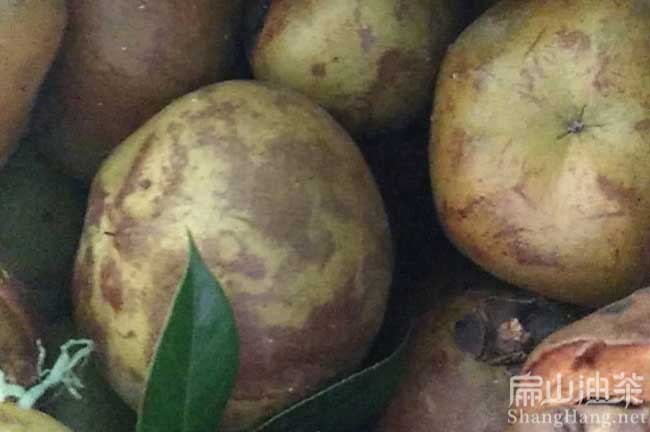 廣東大果油茶果